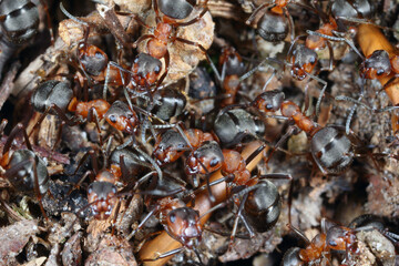 Closeup on red wood ants Formica rufa in their anthil.