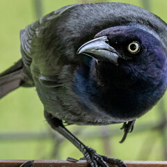 Common Grackle looking at camera