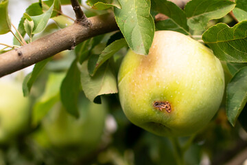 fresh green apple with wormhole on its side hanging on branch, spoiled diseased fruit