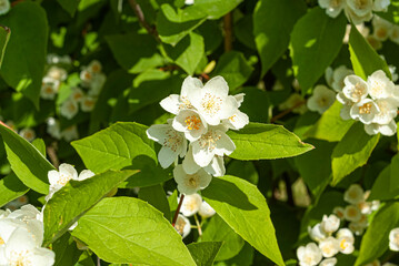 Beautiful white flower white flowers, leaves Jasmin
