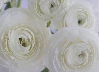 Bouquet of white tender ranunculus close-up