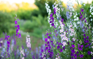 lavender flowers in the field, summer background
