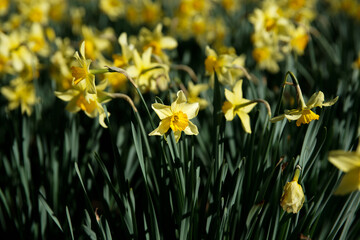 Yellow daffodil flowers in spring, the flower symbol for cancer