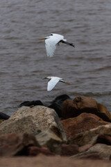 white heron in flight