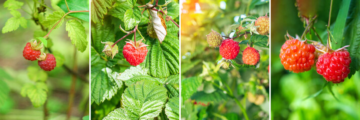 Raspberry harvesting collage. Red raspberry in garden. Collage, panorama, format