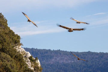 Griffon vulture in flight at Rémuzat en Provence, France