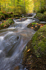 stream in the forest
