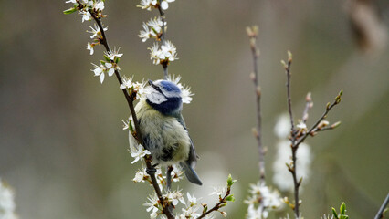 bird on a tree