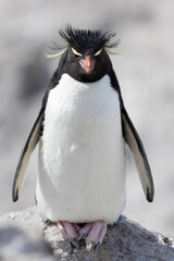 Adulto de Pinguino Penacho Amarillo, Eudyptes chrysocome. Isla Pinguino, Puerto Deseado, Santa...