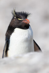 Adulto de Pinguino Penacho Amarillo, Eudyptes chrysocome. Isla Pinguino, Puerto Deseado, Santa Cruz, Argentina. Mar atlantico Argentino.