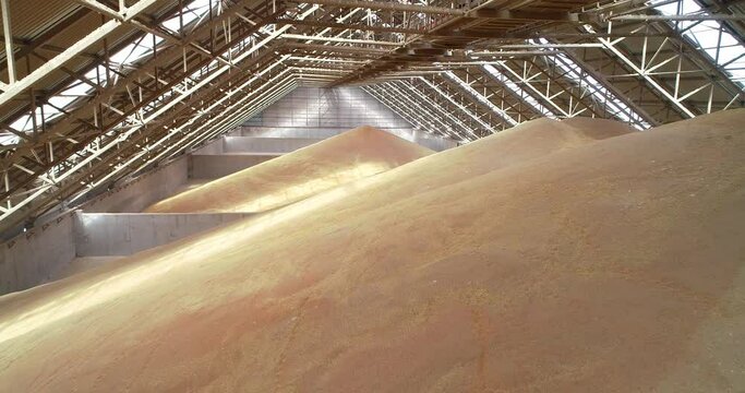 Stacked corn lies in a floor storage warehouse under the roof of a closed warehouse