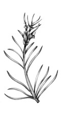 Hand drawn illustration of a Rosemary stem plant. Pencil graphite drawing. Isolated item, without background.