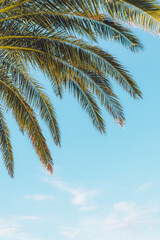 Naklejka na ściany i meble Tropical palm tree againt blue sky, copy space