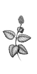 Hand drawn illustration of a mint stem plant. Pencil graphite drawing. Isolated item, without background.