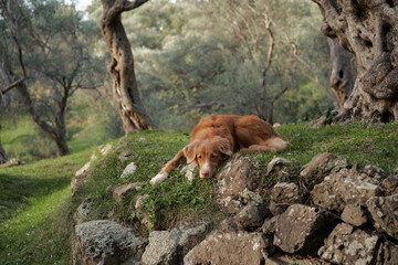 dog near the olive tree. Nova Scotia duck tolling retriever in nature. Toller on a walk in the green park