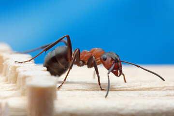 An ant builds a log house. An ant runs on the logs of a small model of a log cabin of a wooden house and looks like a builder.