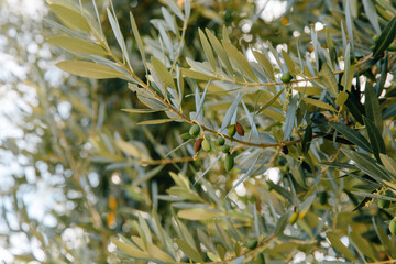 Olive tree in soft summer light