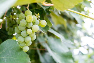 Bunch of white grapes close-up