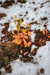 Cute little plants with snow in autumn Norway