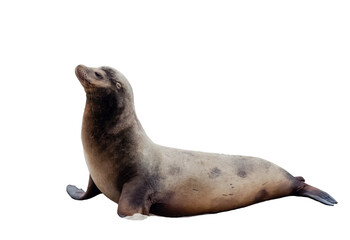 Cute sealion, sea mammal, isolated