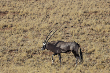oryx antelope in the savanna