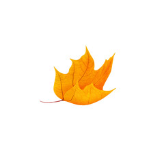 autumn yellow maple leaf on white background png 