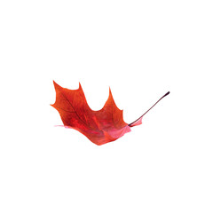 dry red maple leaf 