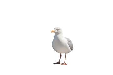 White seagull with serious emotion,        isolated