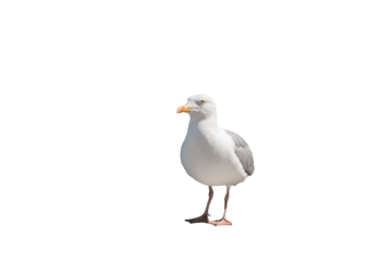White seagull with serious emotion,        isolated