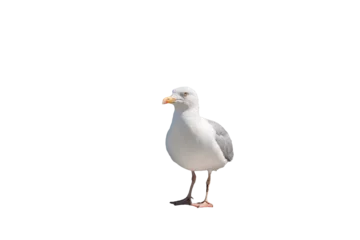 Fotobehang White seagull with serious emotion,        isolated © Diana Vyshniakova