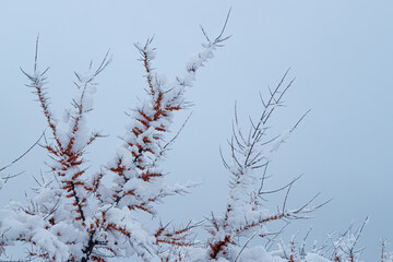 Krzew rokitnik pod śniegiem