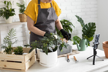 Close-up of Spring houseplant care, repotting houseplants. Waking up indoor plants for spring. Middle aged woman is transplanting plant into new pot at home. Gardener transplant plant Spathiphyllum