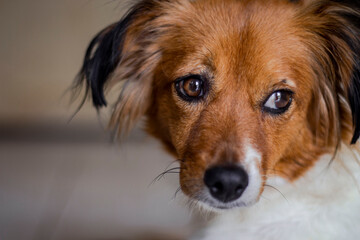 portrait of a dog