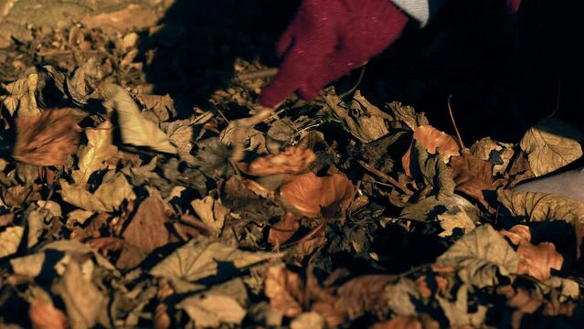 Hand playing with dried autumn leaves 