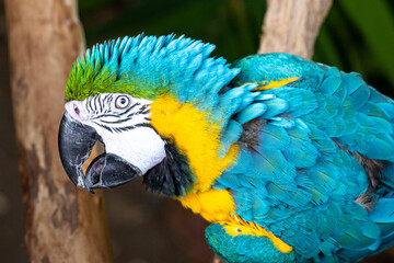 blue and yellow macaw