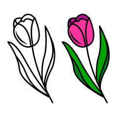 vector drawing of tulip flowers, isolated floral element in doodle style.