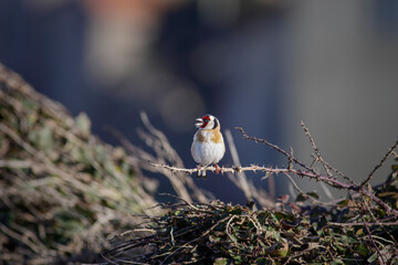 Perched singing goldfinch