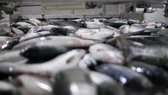 Freshly caught red fish moves on a conveyor belt