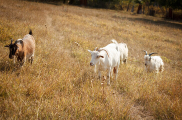 Obraz premium A group of beautiful pet goats graze and walk in a meadow on a farm