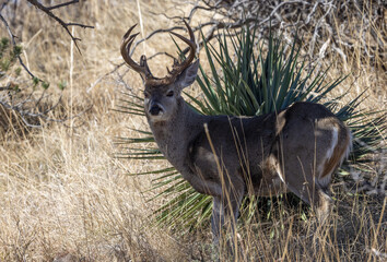 Buck Coues Whitetail Deer in the Chiricahua Mountains Arizona