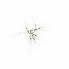 wild field grass, top view, isolated on white background, 3D illustration, cg render