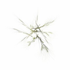 Obraz premium wild field grass, top view, isolated on white background, 3D illustration, cg render