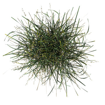 Wild Field Grass, Top View, Isolated On A Transparent Background, 3D Illustration, Cg Render