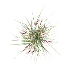 wild field grass, top view, isolated on a transparent background, 3D illustration, cg render