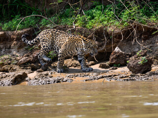 Fototapeta na wymiar Wild Jaguar walking on river's sandbank in Pantanal, Brazil