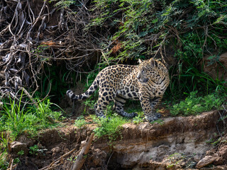 Fototapeta na wymiar Wild Jaguar standing on river's precipice in Pantanal, Brazil
