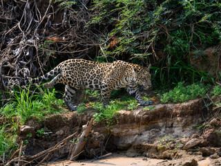 Fototapeta na wymiar Wild Jaguar walking on river's precipice in Pantanal, Brazil