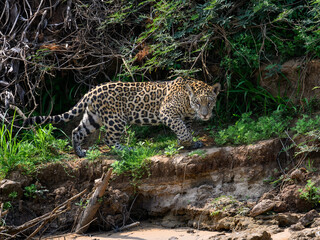 Wild Jaguar walking on river's precipice in Pantanal, Brazil