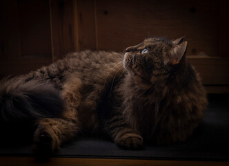 Tabby brown cat with green eyes lying on black ground in dark black room