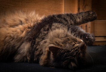 Tabby brown cat with green eyes lying on black ground in dark black room